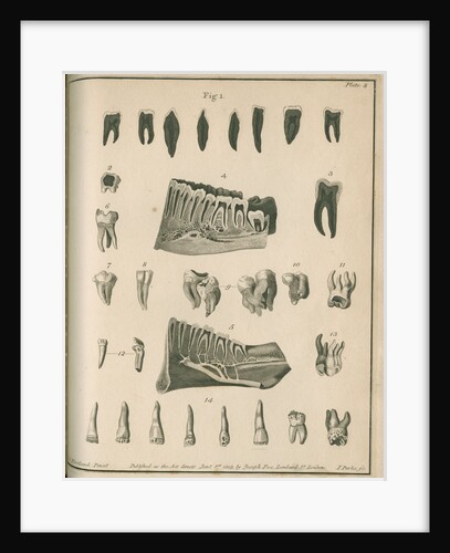 Cross-sections of the teeth and lower jaw by Parks