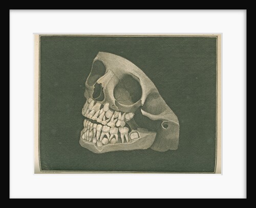 The two sets of teeth at six years of age by Parks