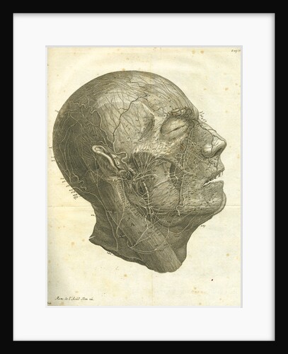 Veins of the human head by unknown