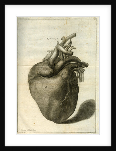The human heart by Sauerbrey