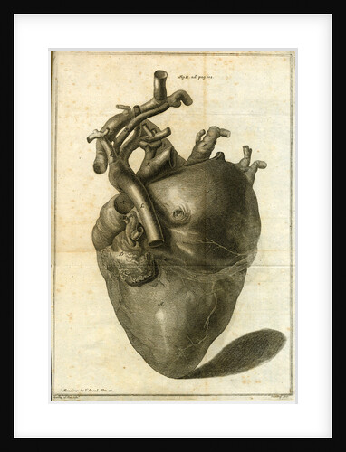 A human heart by Sauerbrey