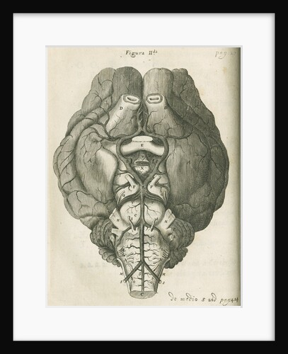The base of a sheep's brain by unknown