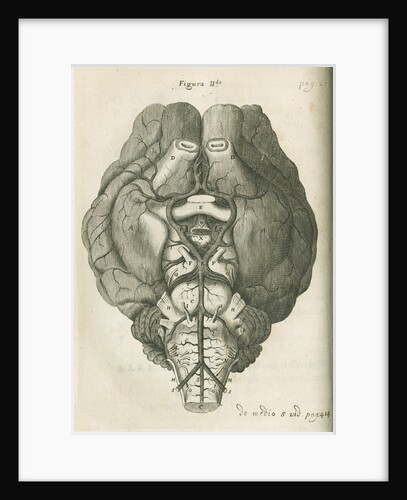 The base of a sheep's brain by unknown