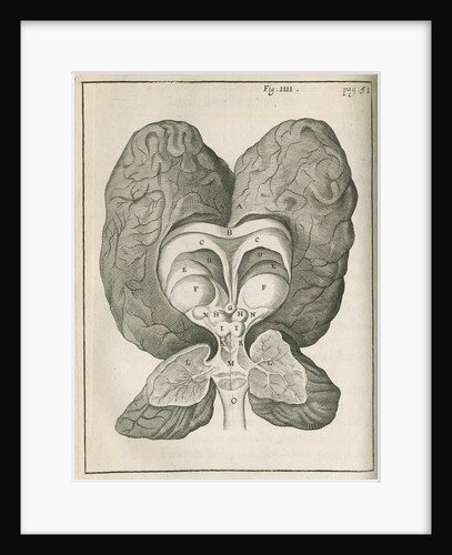 The base of the human brain by unknown