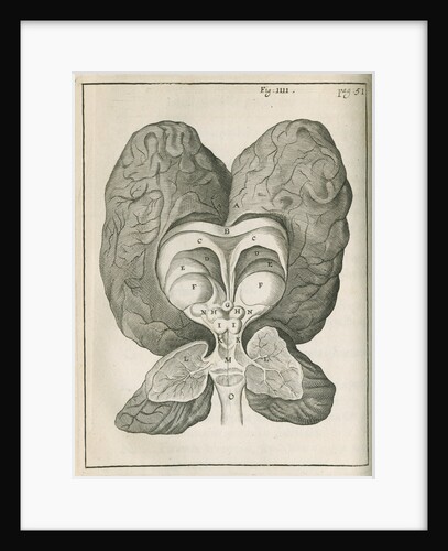 The base of the human brain by unknown