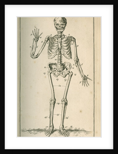 Front view of a skeleton by Sutton Nicholls