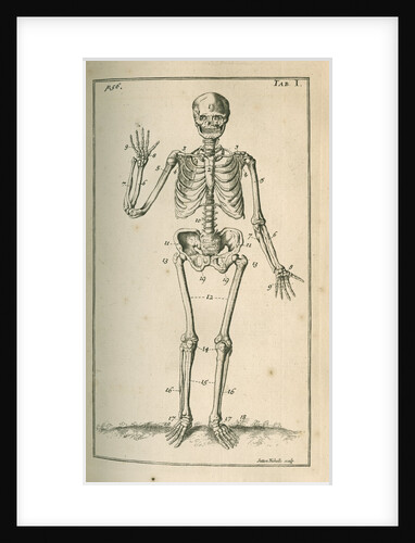 Front view of a skeleton by Sutton Nicholls