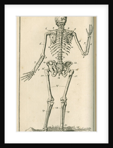 Back view of a skeleton by Sutton Nicholls