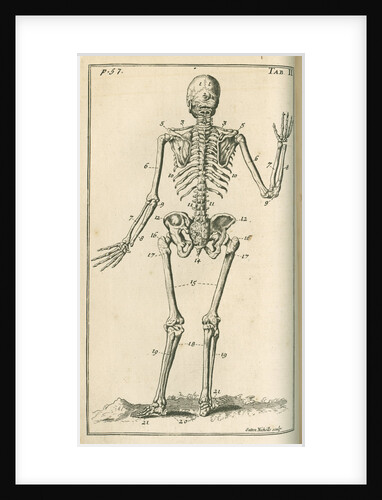 Back view of a skeleton by Sutton Nicholls