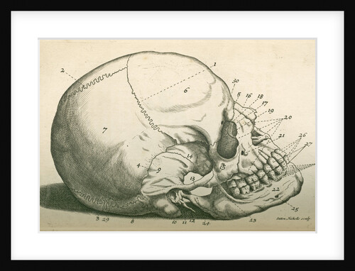 The bones of the head by Sutton Nicholls