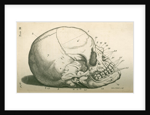 The bones of the head by Sutton Nicholls