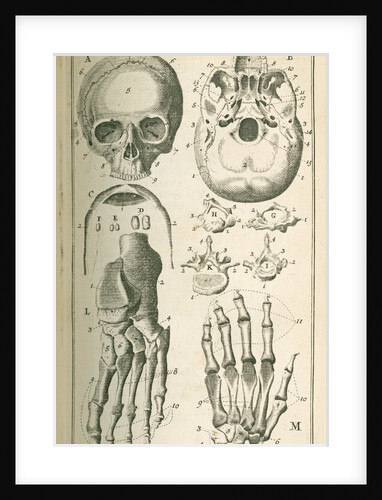 'The fore view of the skull' by Sutton Nicholls