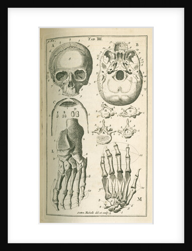'The fore view of the skull' by Sutton Nicholls
