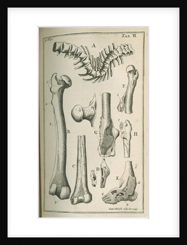 Various human bones by Sutton Nicholls