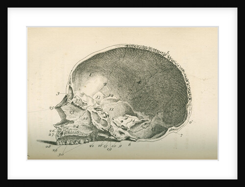 The inside of a skull sawed longitudinally by unknown