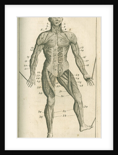 The muscles of the human body (front) by Sutton Nicholls