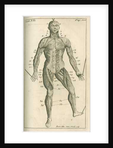 The muscles of the human body (front) by Sutton Nicholls
