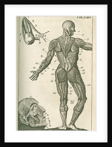 Muscles of the face & a view of the posterior external muscles by Sutton Nicholls