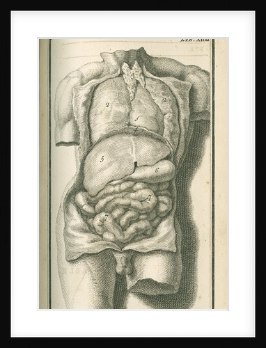 The internal organs by Gerard Vandergucht