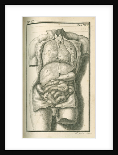 The internal organs by Gerard Vandergucht