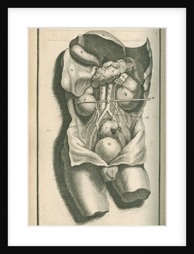 The internal organs by Gerard Vandergucht