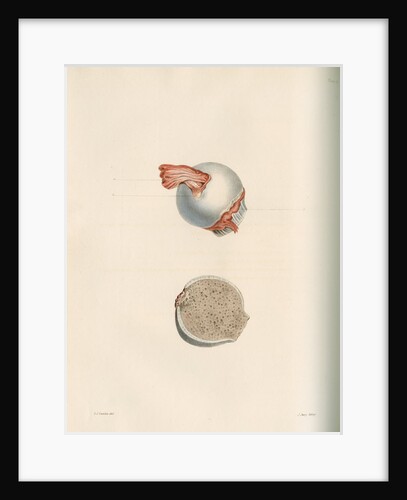 The head of the femur by J Perry