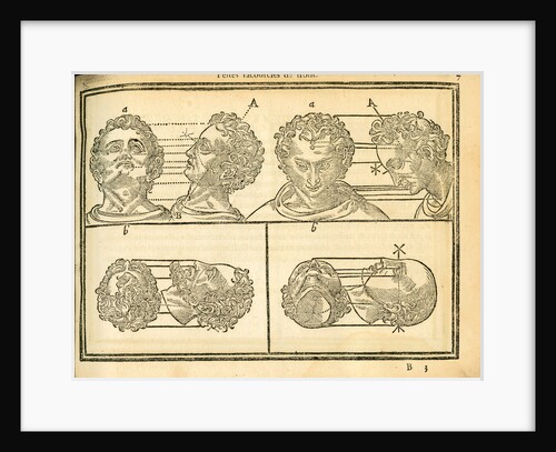 Proportions of the human head by unknown