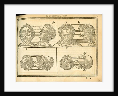 Proportions of the human head by unknown