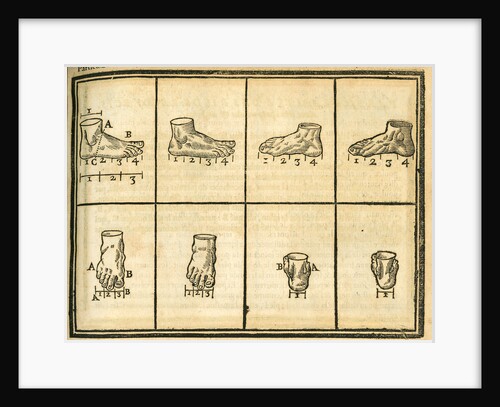 Proportions of the foot by unknown