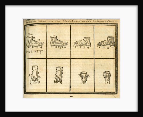 Proportions of the foot by unknown