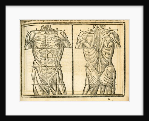 Male torso by unknown