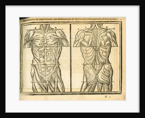 Male torso by unknown