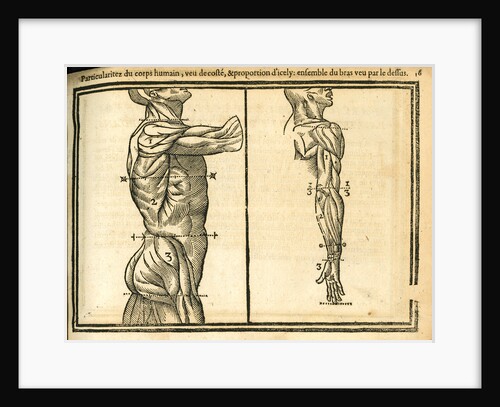 Side view of male torso and arm by unknown