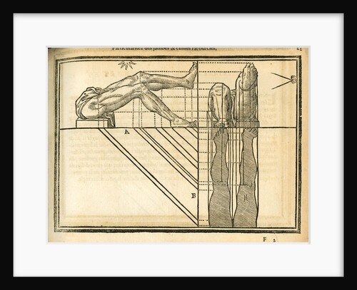 Proportions of the legs by unknown