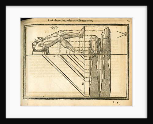 Proportions of the legs by unknown