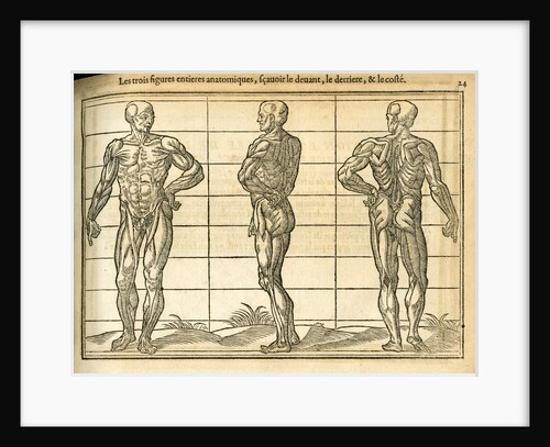 Three anatomical male figures by unknown