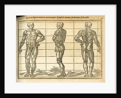 Three anatomical male figures by unknown