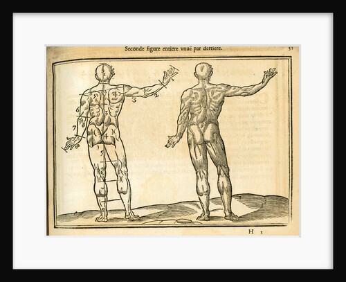 Proportions of a man (back view) by unknown