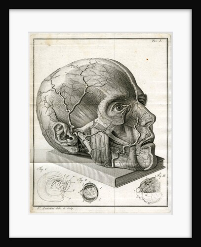 Human head and diagrams of the eye by Faustino Anderloni