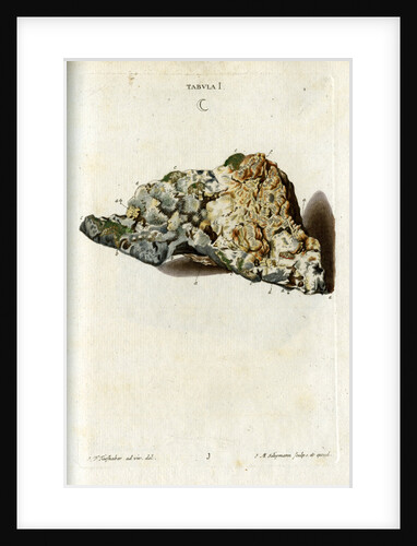 'Argentum' (silver) by Johann Michael Seligmann