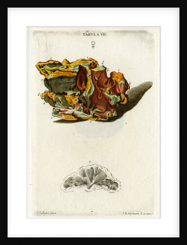 Yellow Copper Pyrites by Johann Michael Seligmann