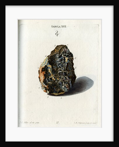 Tin Crystals by Johann Michael Seligmann