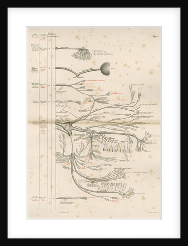 'The Cranial Nerves' by M & N Hanhart