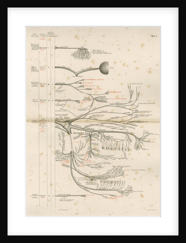 'The Cranial Nerves' by M & N Hanhart