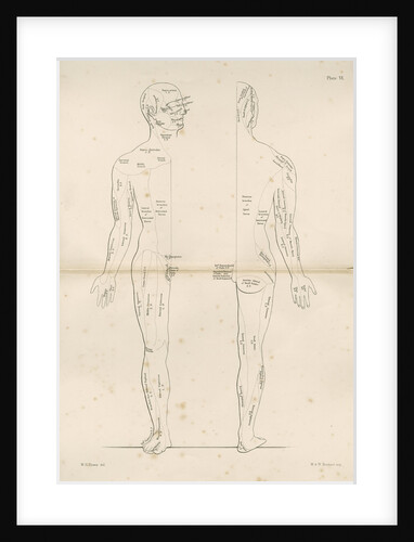 'Distribution of the Cranial Nerves' by M & N Hanhart