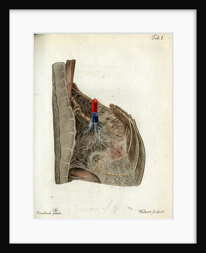 Serous membrane (lungs) by Walwert