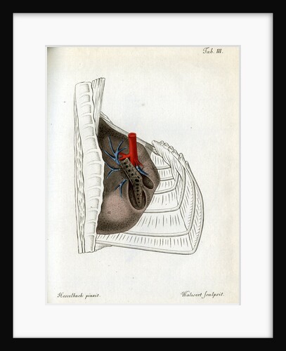Lungs and pulmonary artery by Walwert