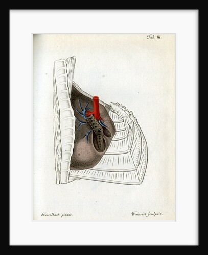 Lungs and pulmonary artery by Walwert