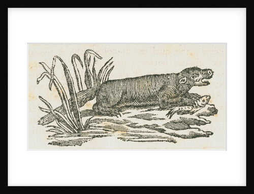 Mink [?] eating a fish by unknown