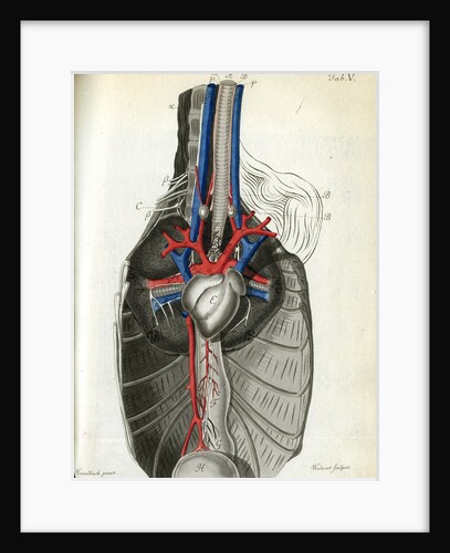 View of the chest cavity by Walwert